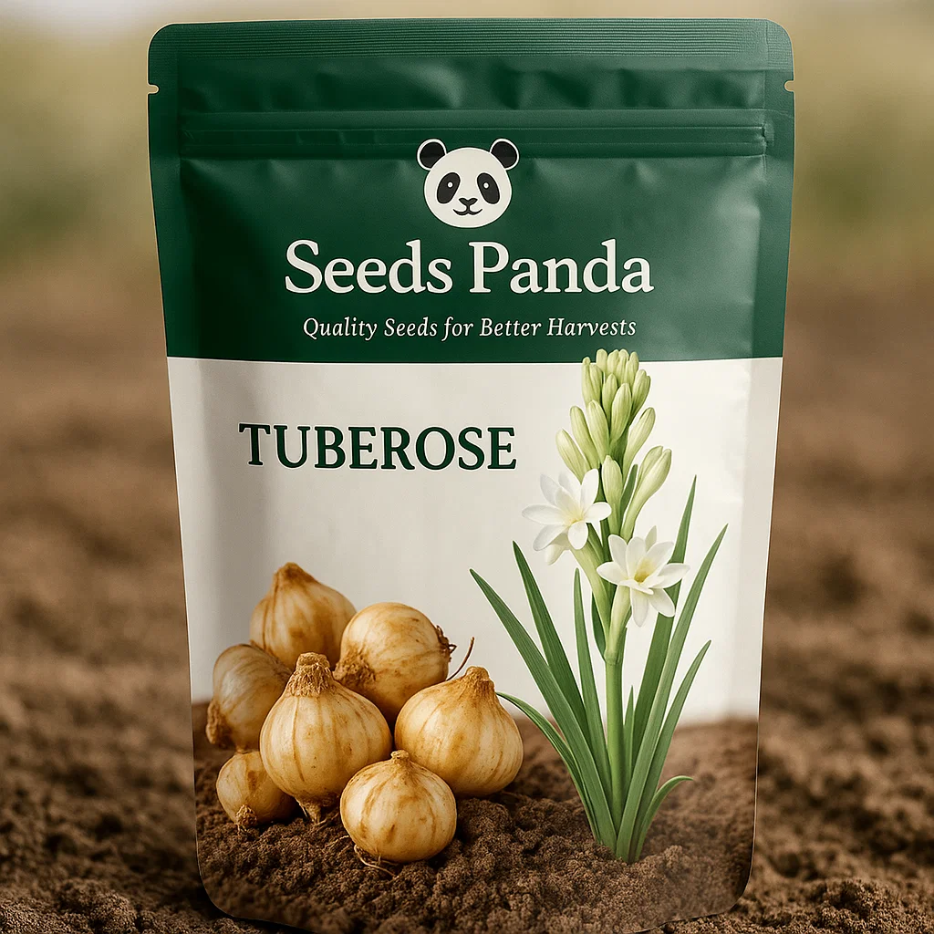 Tuberose