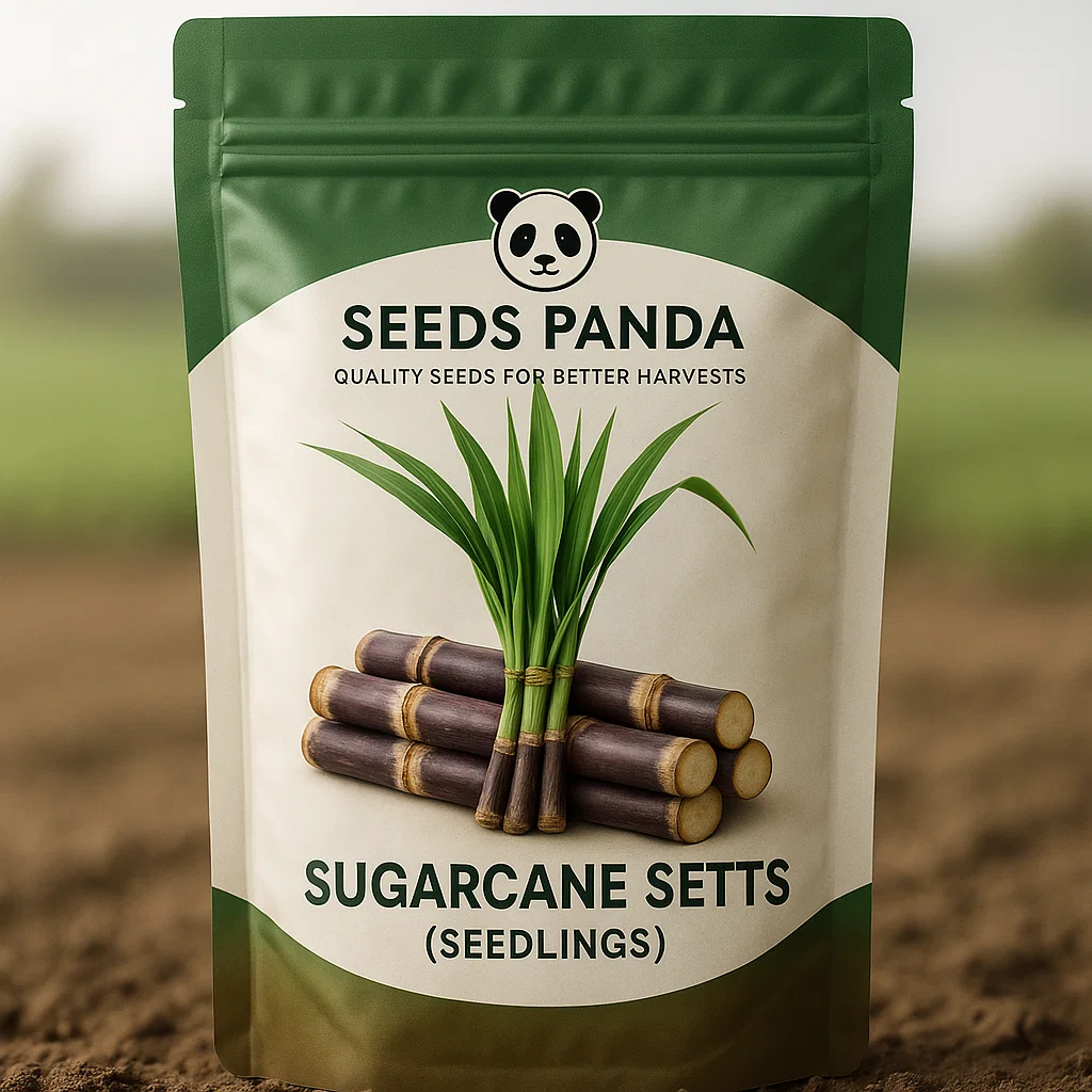 Sugarcane Setts