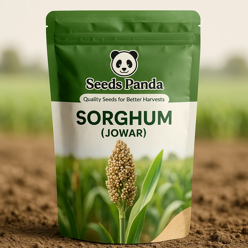 Sorghum (Jowar)