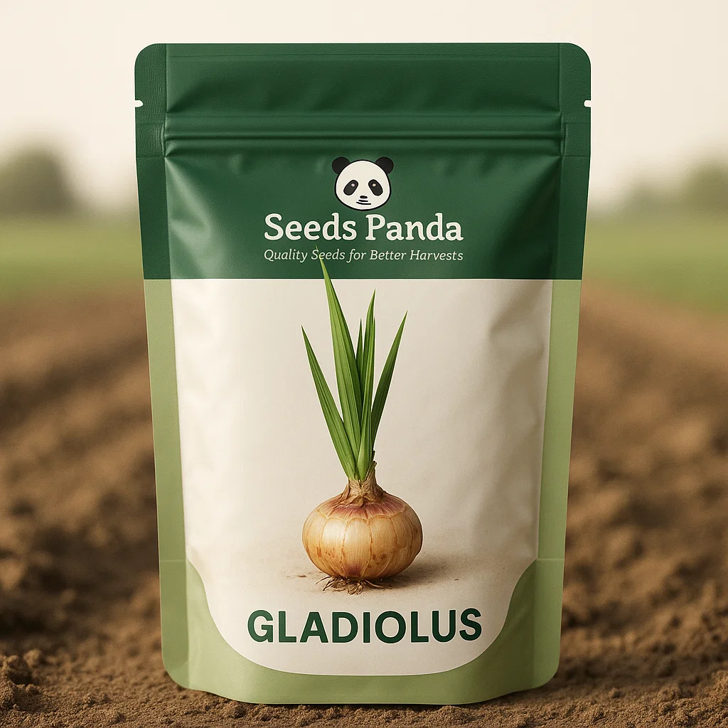 Gladiolus