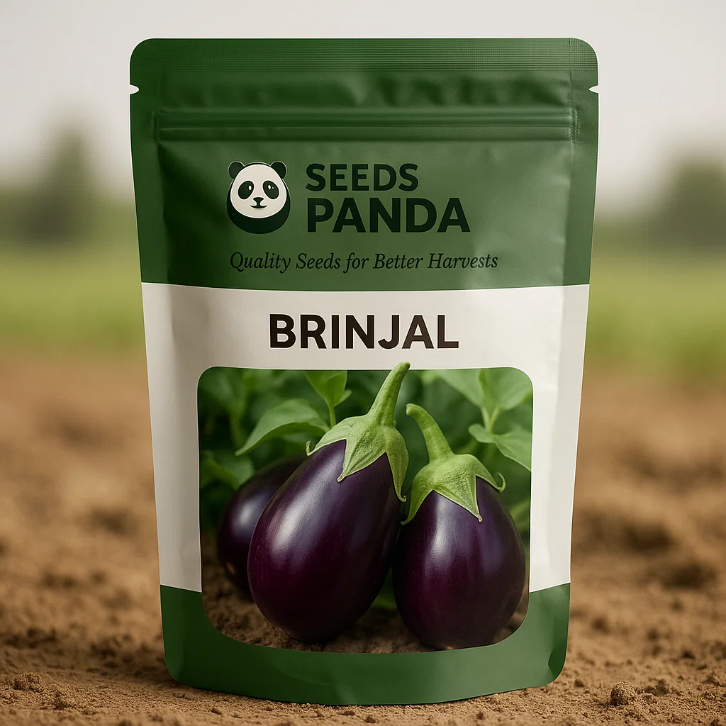 Brinjal